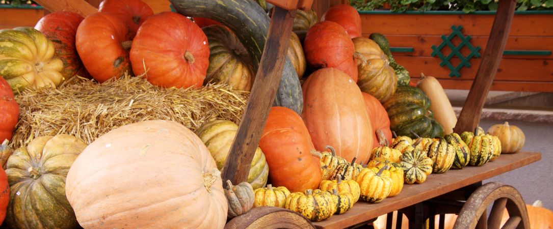 
                  Erntedankfest mit Kürbis